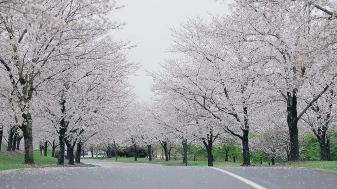 白色樱花飘落樱花雨天春天花瓣樱花大道