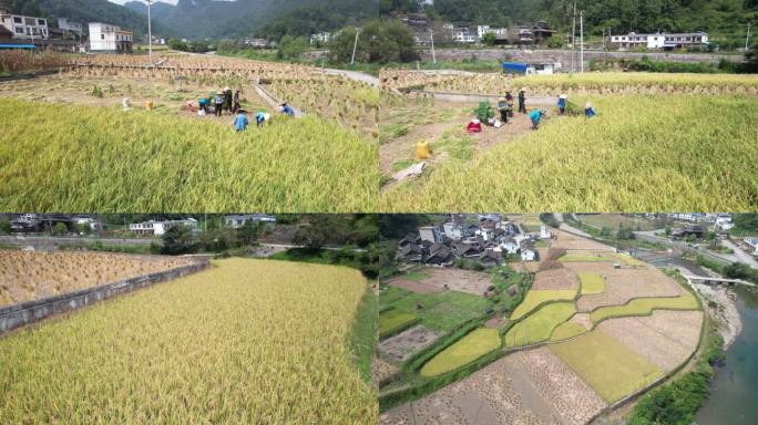 秋天收割  人工收割水稻
