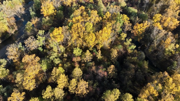 航拍秋天茂密的彩色丛林