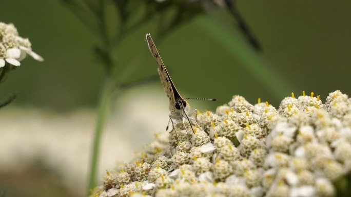 一只灰铜Lycaena tityrus，在一朵白花上觅食