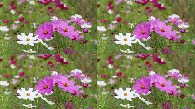 阳光下唯美格桑花波斯菊秋英花