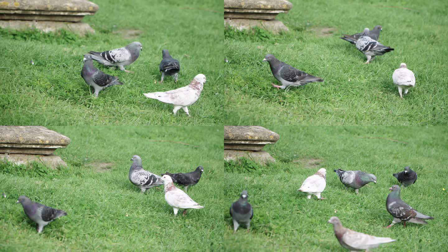 一些鸽子在草地上边走边吃