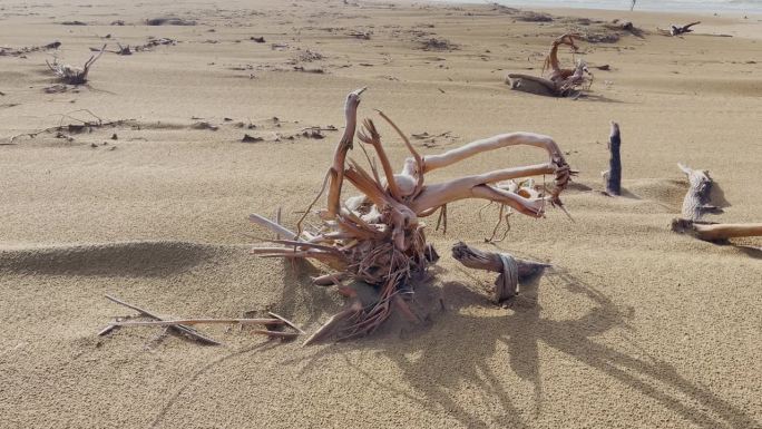 在俾路支省贫瘠的海滩上，一株植物的干枯根。