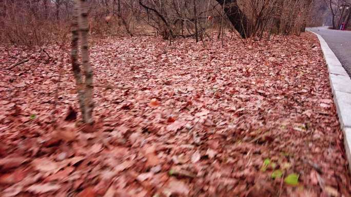 秋天落叶 森林 道路 红叶