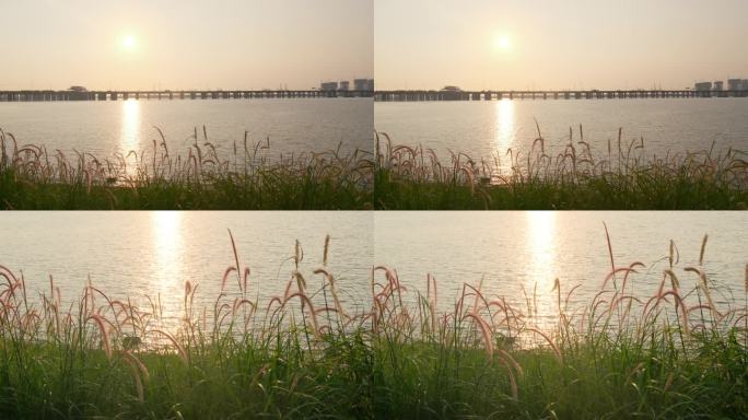 海边日落下的芦草