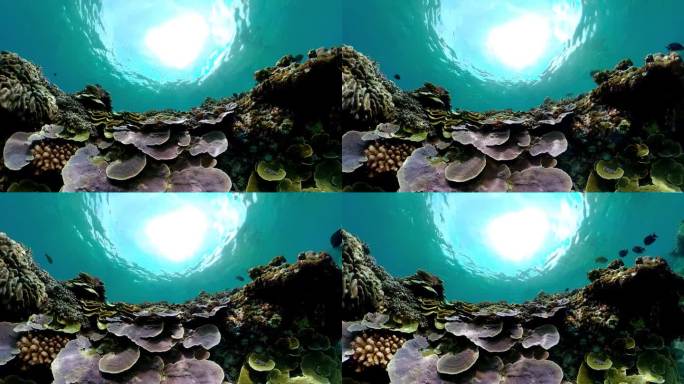 珊瑚礁和热带鱼。海底游鱼小鱼视频素材