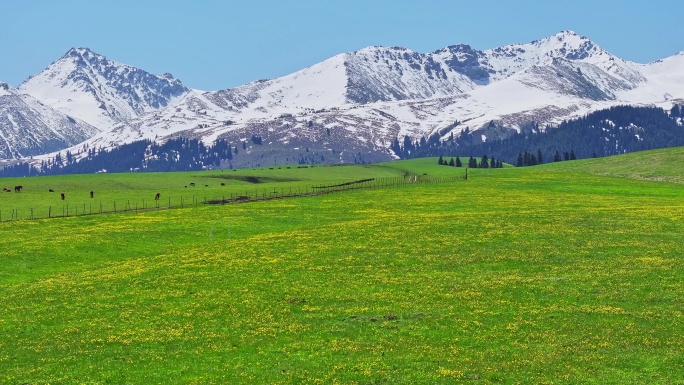 新疆美丽的雪山草原航拍