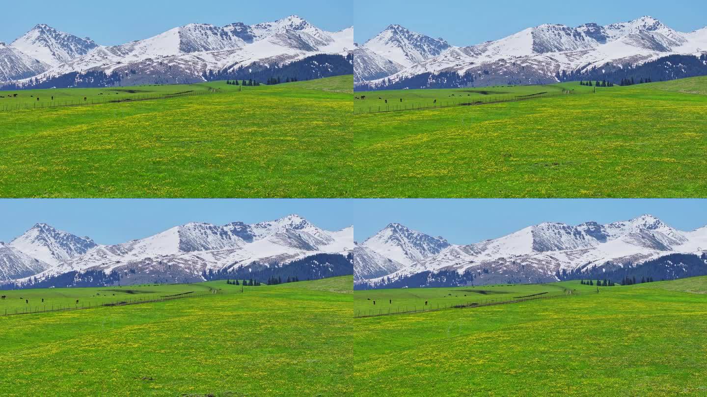 新疆美丽的雪山草原航拍