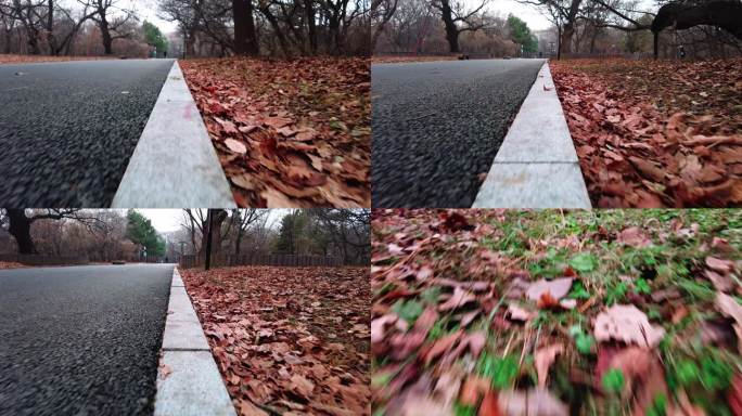 秋天落叶 森林 道路 红叶