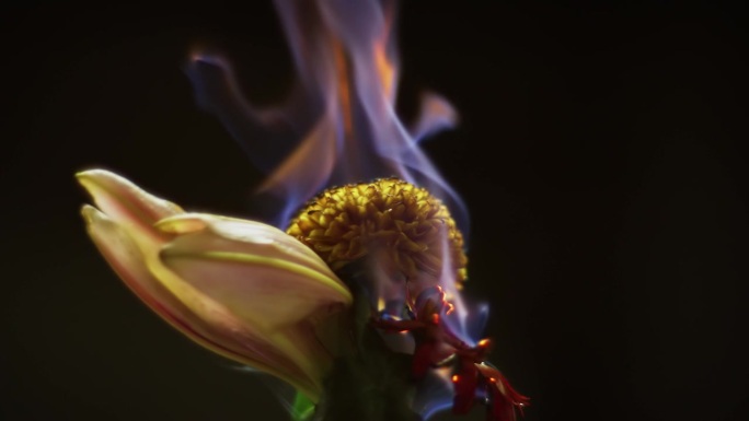 一朵燃烧的黄花在旋转