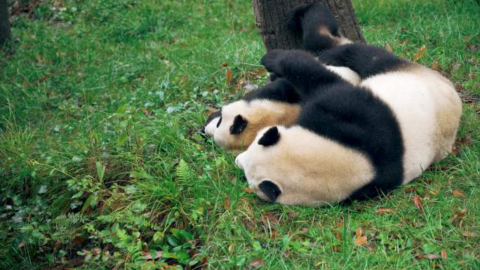 树下大熊猫嬉戏