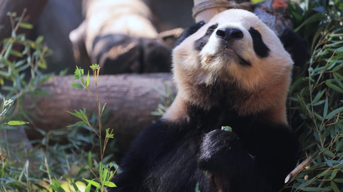 大熊猫吃竹子8K实拍（合集）