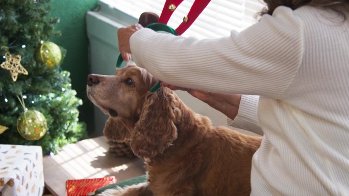 欢乐的广告歌:老夫人和可卡犬一起庆祝这个季节