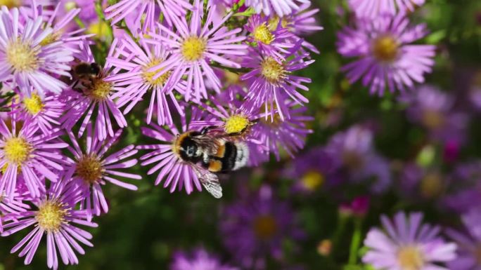 嗡嗡作响的美丽蜜蜂和阿灵顿紫色花大黄蜂