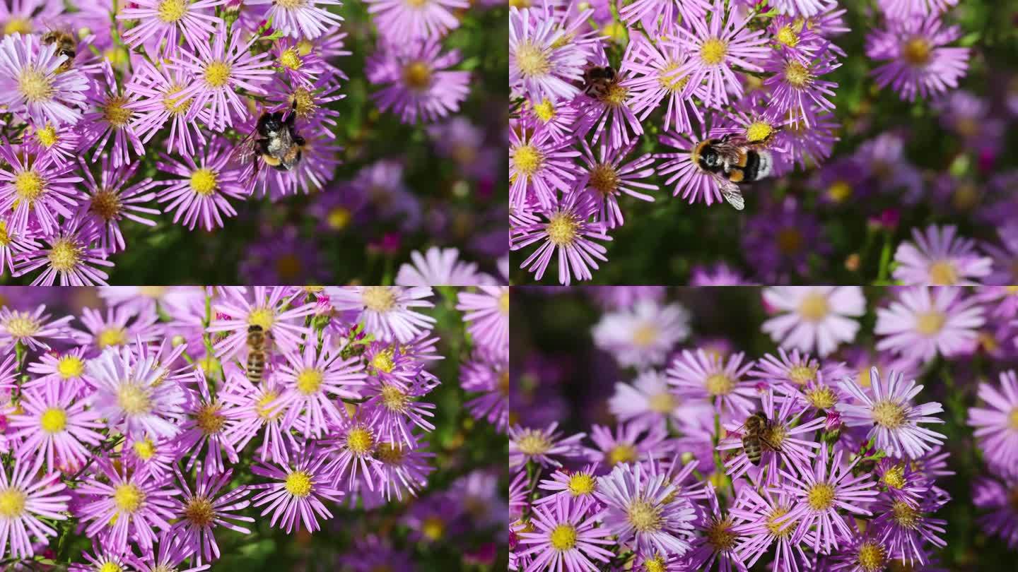 嗡嗡作响的美丽蜜蜂和阿灵顿紫色花大黄蜂