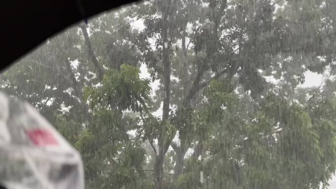 大暴雨天气大树摇摆刮风下雨雨水雨滴