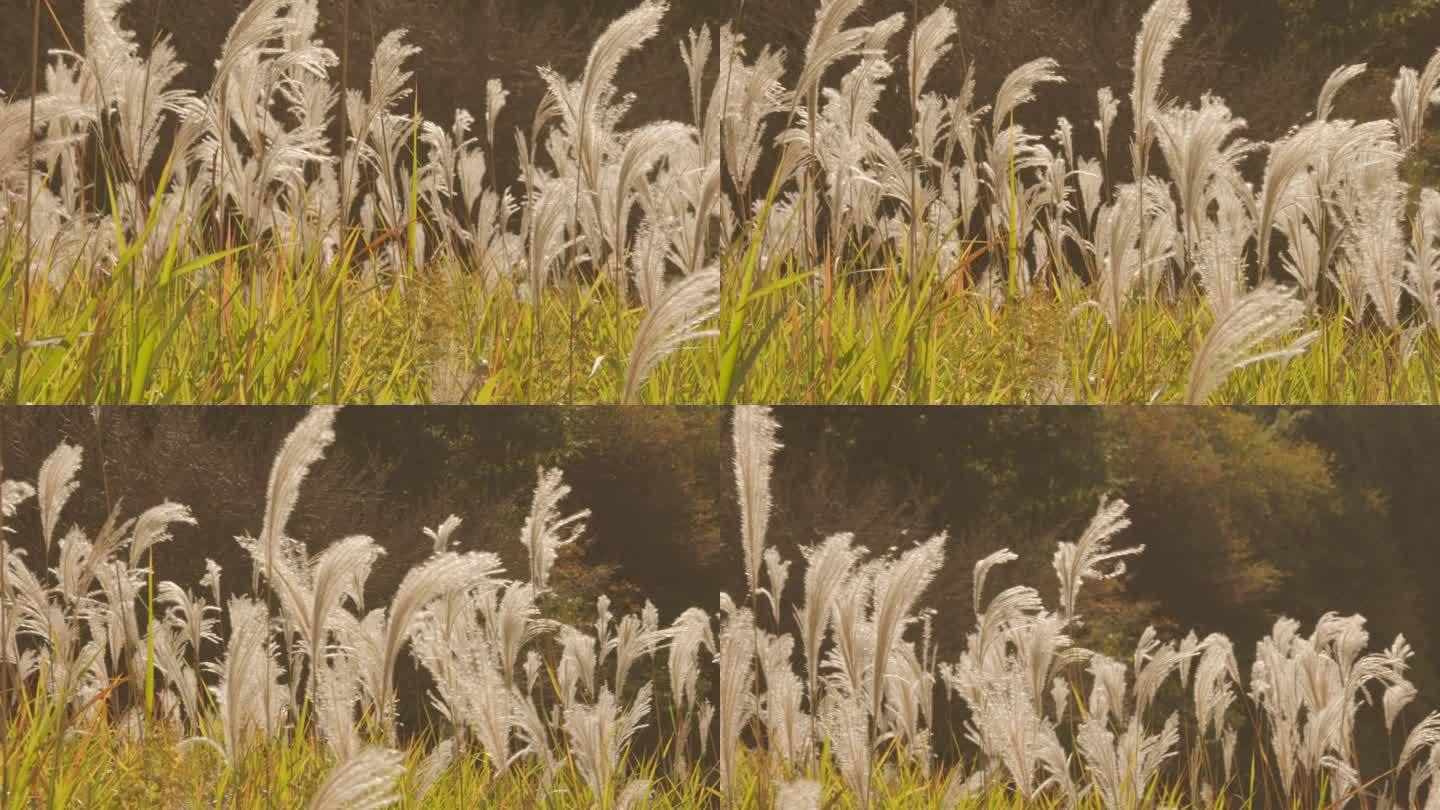 潘帕斯草原的草在风中摇曳