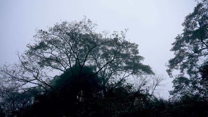 碧峰峡森林雾景