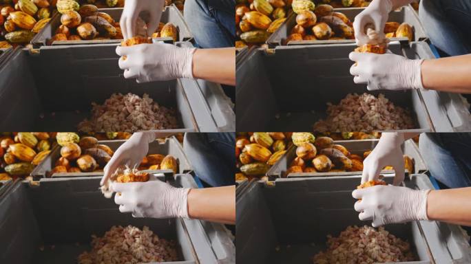 戴着手套的工人的双手打开可可豆的包装，取出可可豆，切开新鲜的可可豆，露出可可豆白色的种子，新鲜的可可
