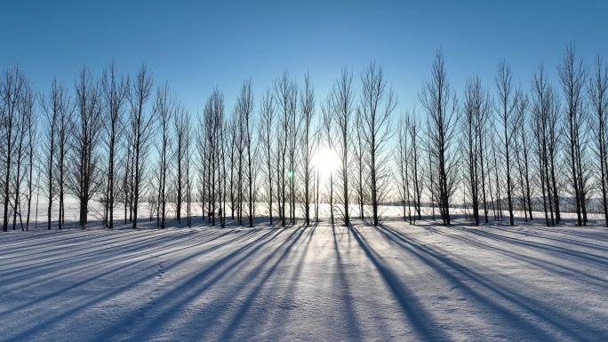 农垦农场农田间的防风林带杨树林雪景