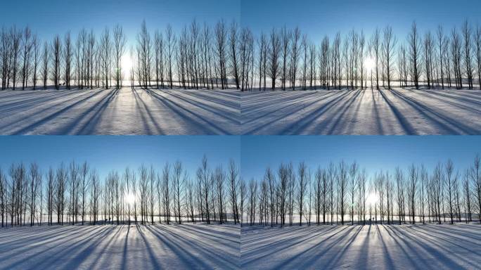 农垦农场农田间的防风林带杨树林雪景