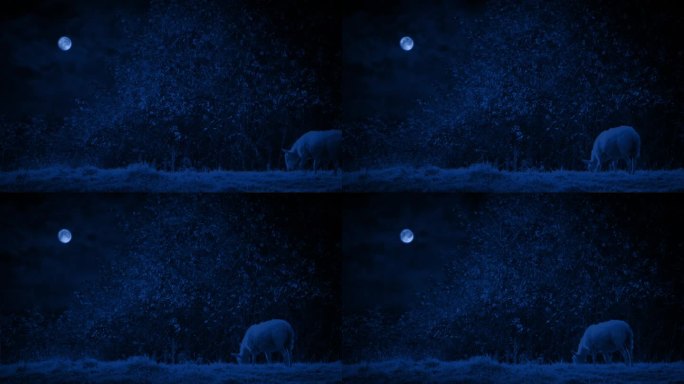 羊在月光下吃草吃草动物食物