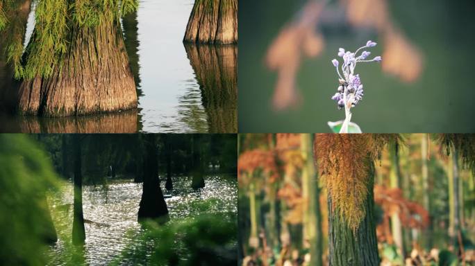 秋天湿地水杉林水中树林4K