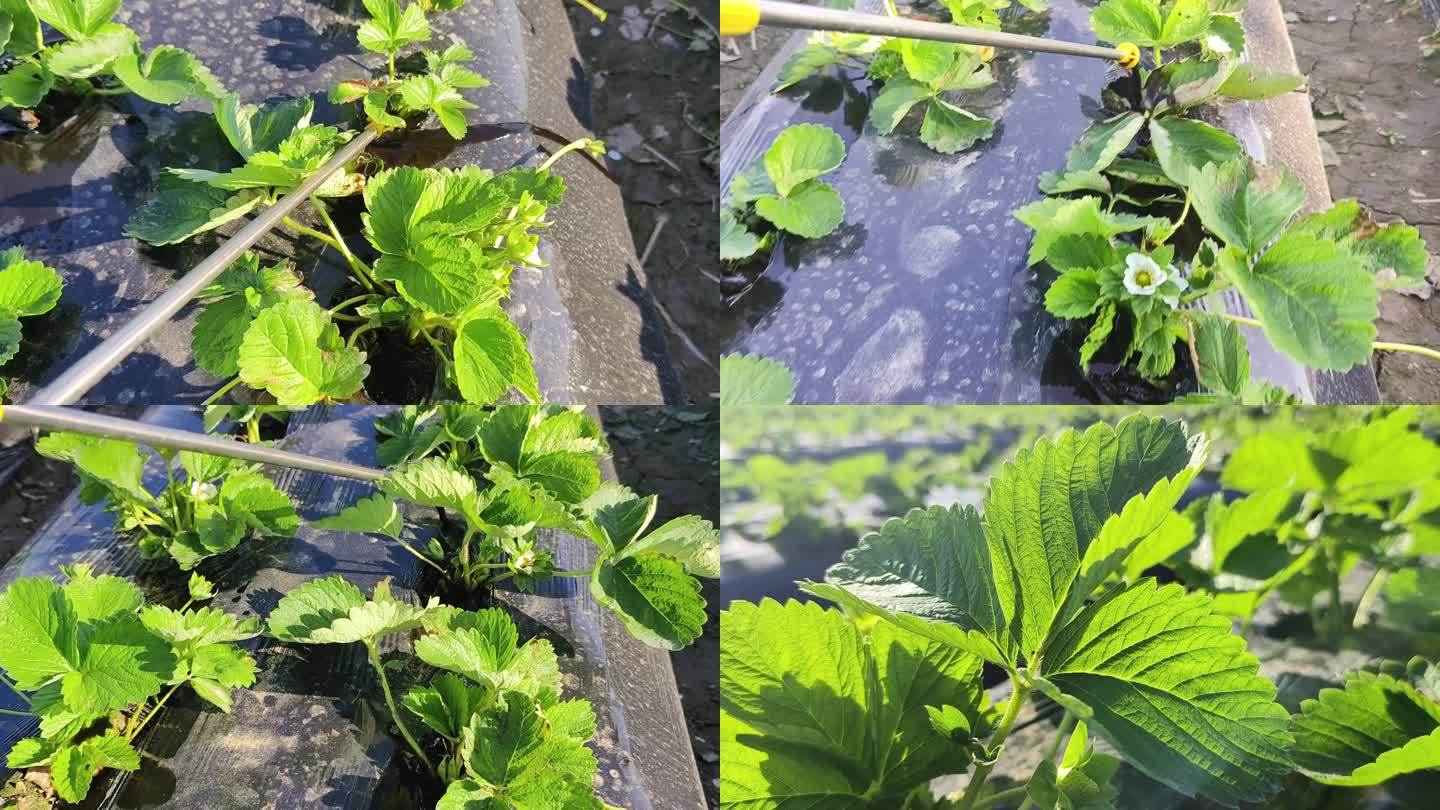 种植草莓草莓水果种植施肥实拍草莓苗特写