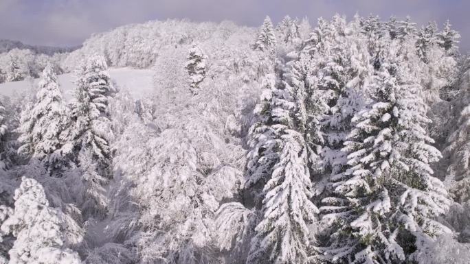 在刚刚落下的雪的重压下，白色的树冠被压弯了
