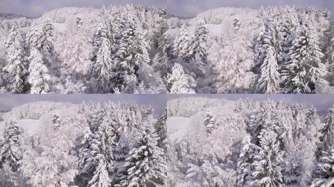 在刚刚落下的雪的重压下，白色的树冠被压弯了