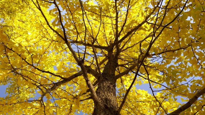 枝繁叶茂金黄色银杏树的银杏树叶光影