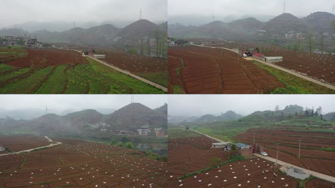 贵州山村生姜种植