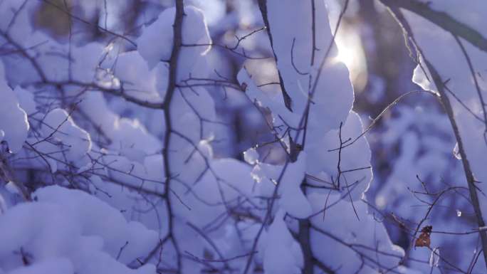 雪后树挂子森林风光