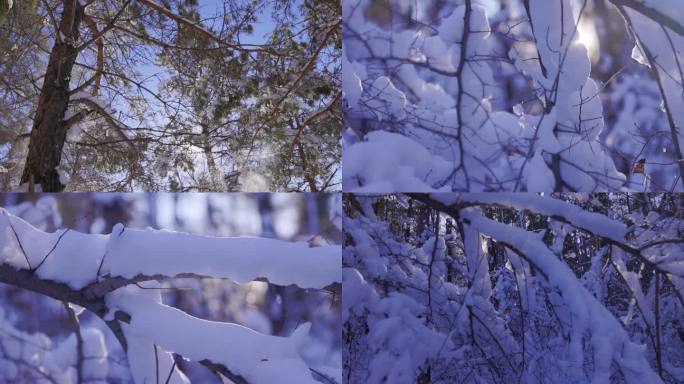 雪后树挂子森林风光