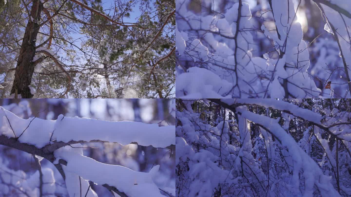 雪后树挂子森林风光