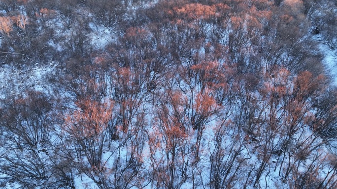 航拍雪原灌木丛夕照