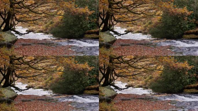秋冬的林地景色宁静，河畔缓缓流淌，金色的橡树落下青铜色的叶子。在树叶覆盖的风景中平静地散步。