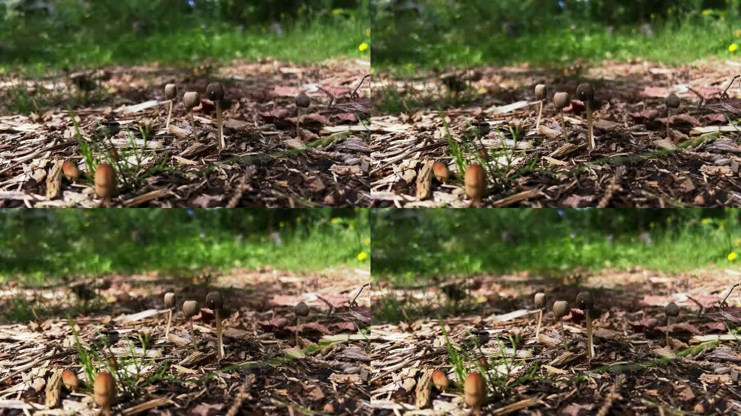 金毛墨帽野生蘑菇生长在枯死的碎屑中，低角度侧面