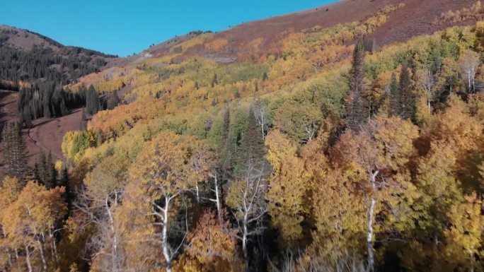 快速空中飞越金色秋天的树木在犹他州的卫兵通道，美国。