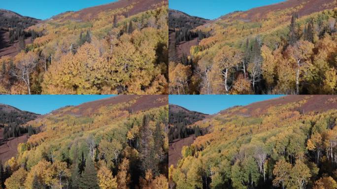 快速空中飞越金色秋天的树木在犹他州的卫兵通道，美国。