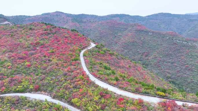 4k航拍满山红叶山顶公路