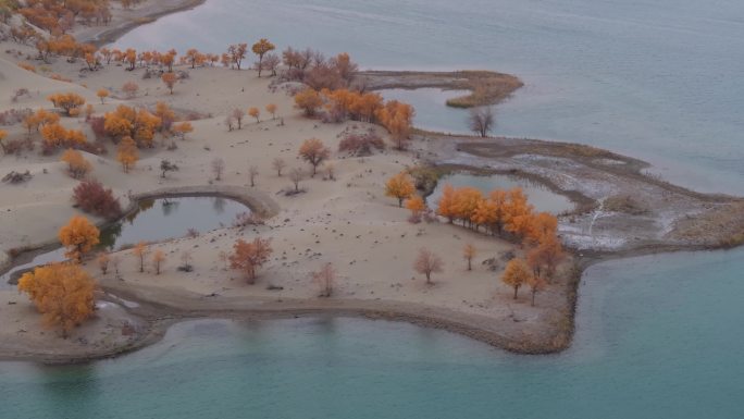 航拍秋天新疆罗布湖畔的胡杨林
