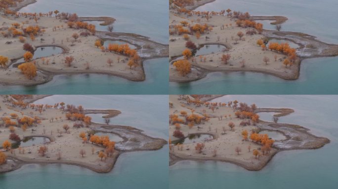 航拍秋天新疆罗布湖畔的胡杨林