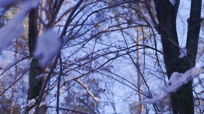 冬季树挂子里的小鸟