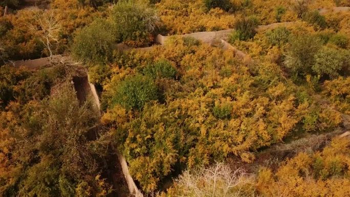 无人机拍摄的空中全景景观美丽的花园在伊朗秋天，秋冬季节收获石榴果，使酒汁和新鲜的烹饪产品波斯美食当地