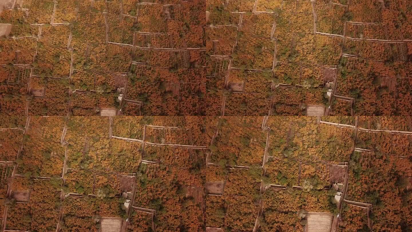 伊朗美丽的石榴园图案
秋天五颜六色的树红色成熟的果实在传统农业生活的当地人民在历史上的泥砖粘土房屋城