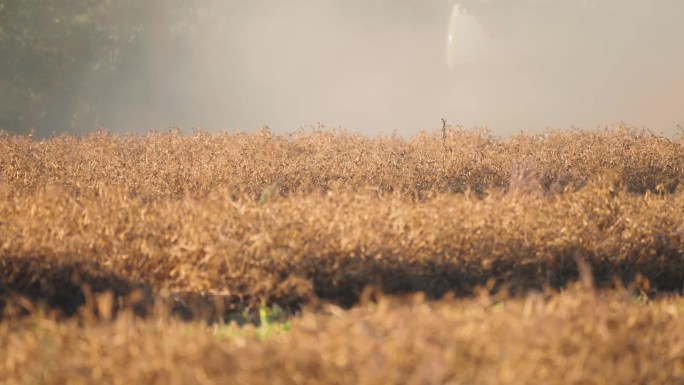 丹麦乡村一片成熟的金色大豆田。速动，视差视频。