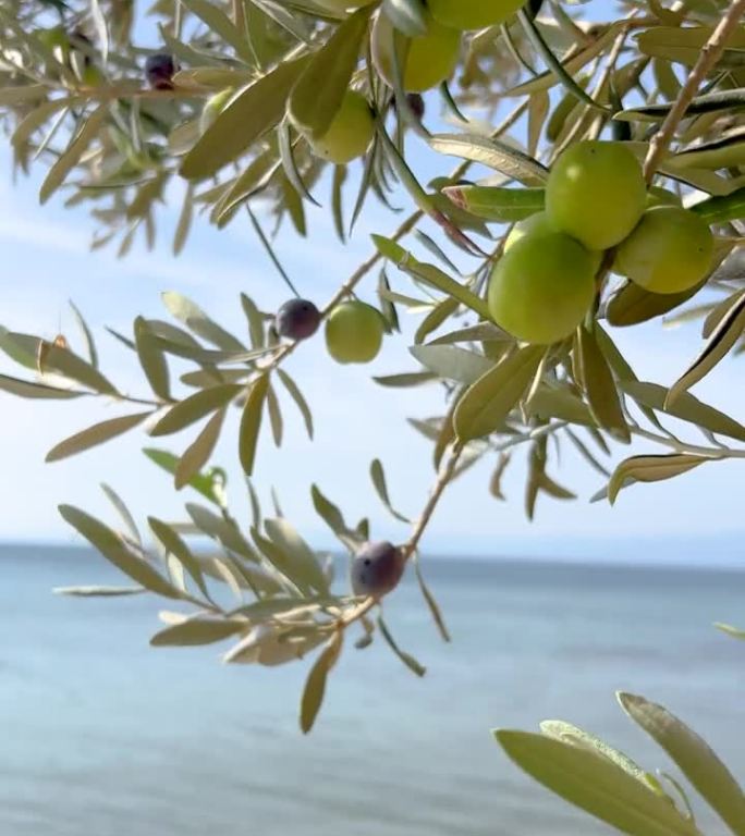 海边的橄榄树。