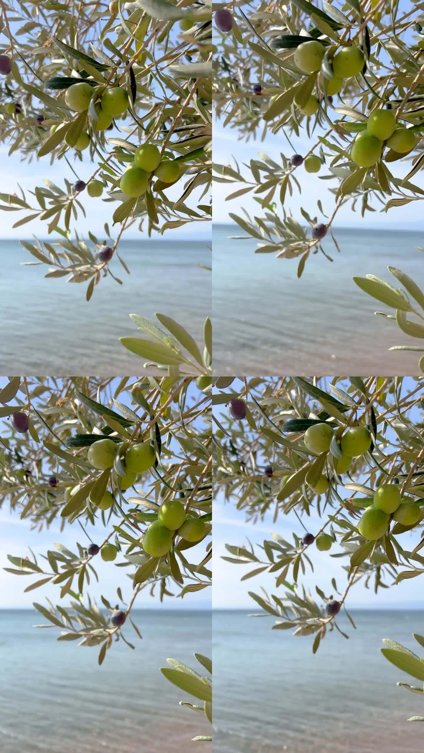 海边的橄榄树。