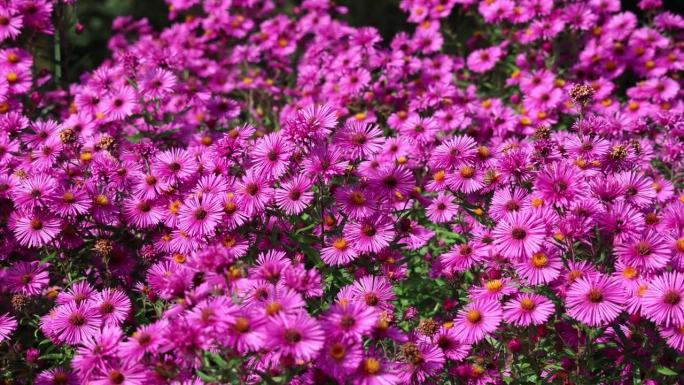 嗡嗡作响的美人:蜜蜂和紫色的阿灵顿花